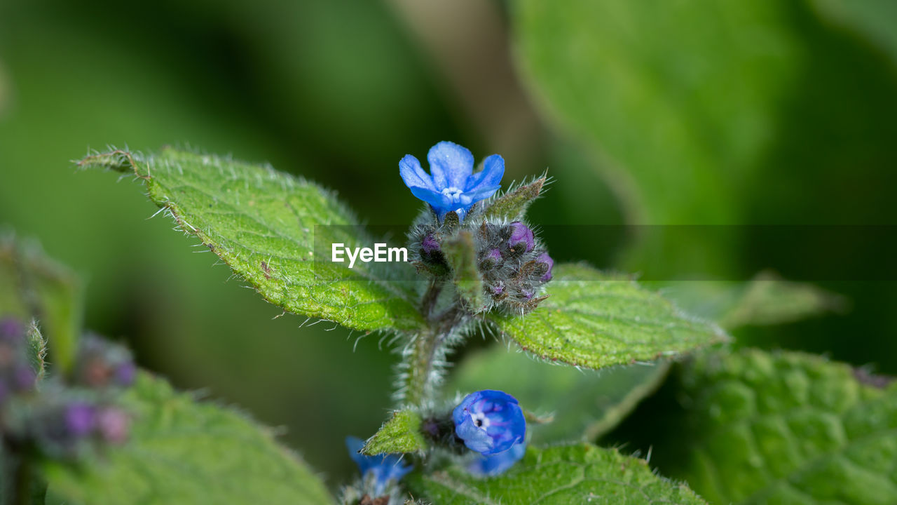 Close-up of purple flowering plant