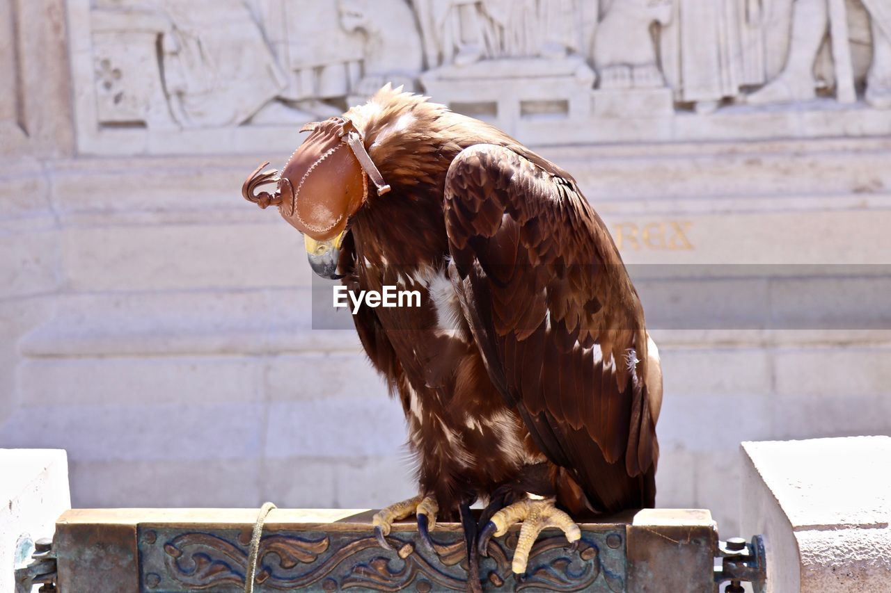 Close-up of bird perching on gate