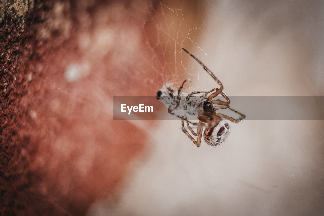 Close-up of spider