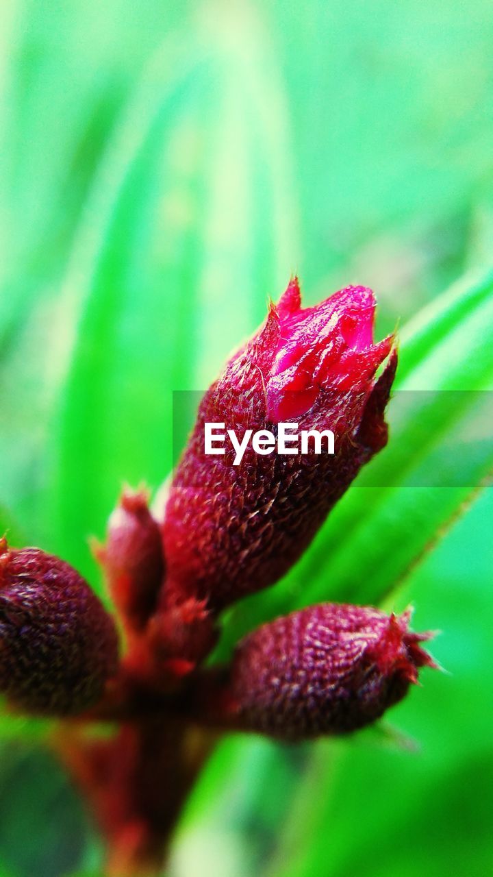 CLOSE-UP OF RED FLOWER