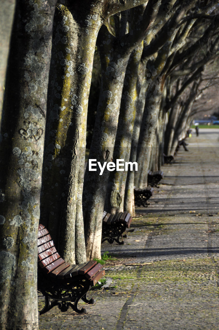 CLOSE-UP VIEW OF TREE