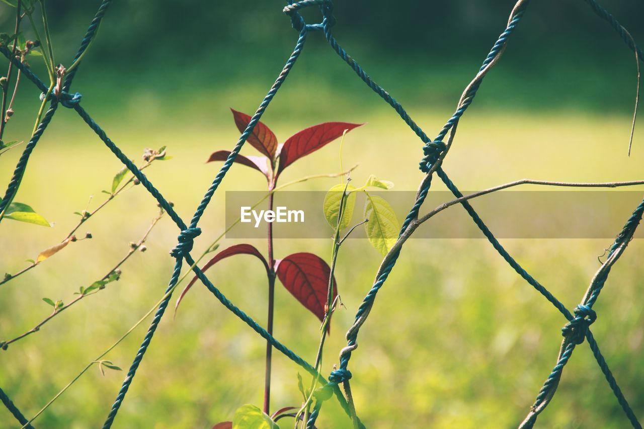 CLOSE-UP OF RED FENCE AGAINST PLANTS