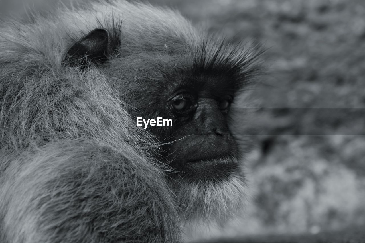 CLOSE-UP OF MONKEY