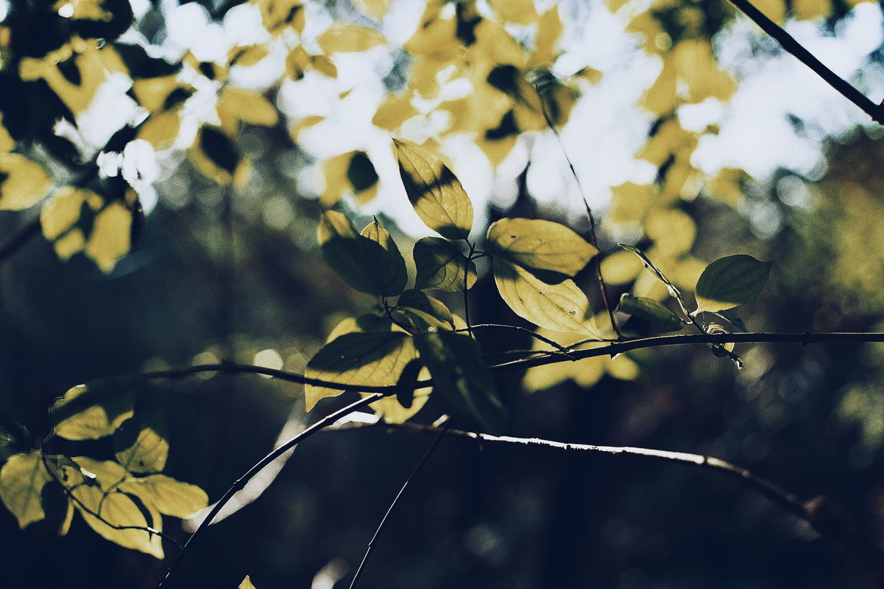 Close-up of fresh green leaves