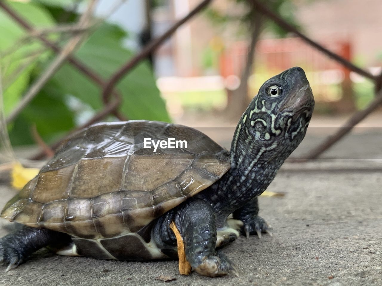 Close-up of turtle 