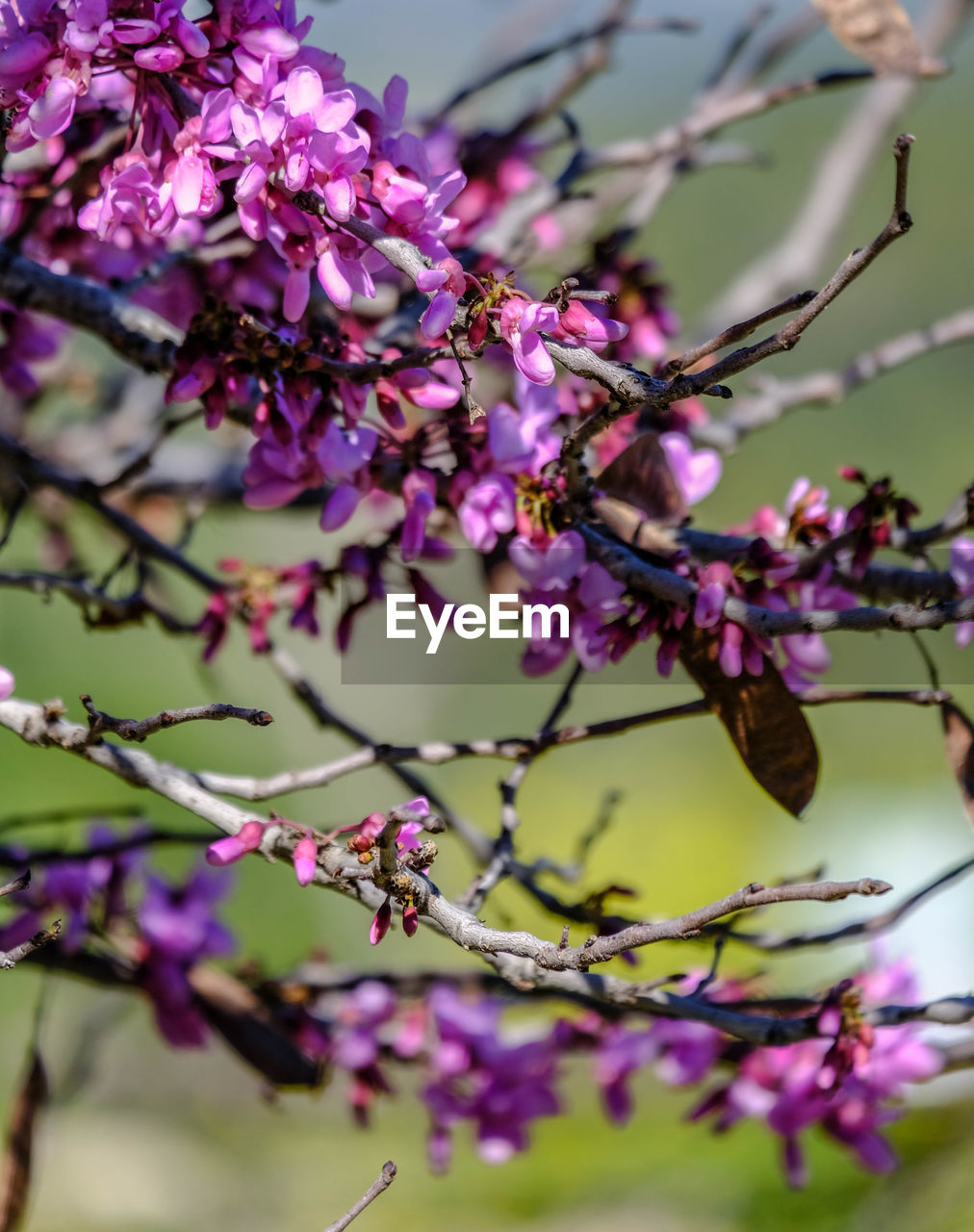 Close-up of cherry blossoms in spring