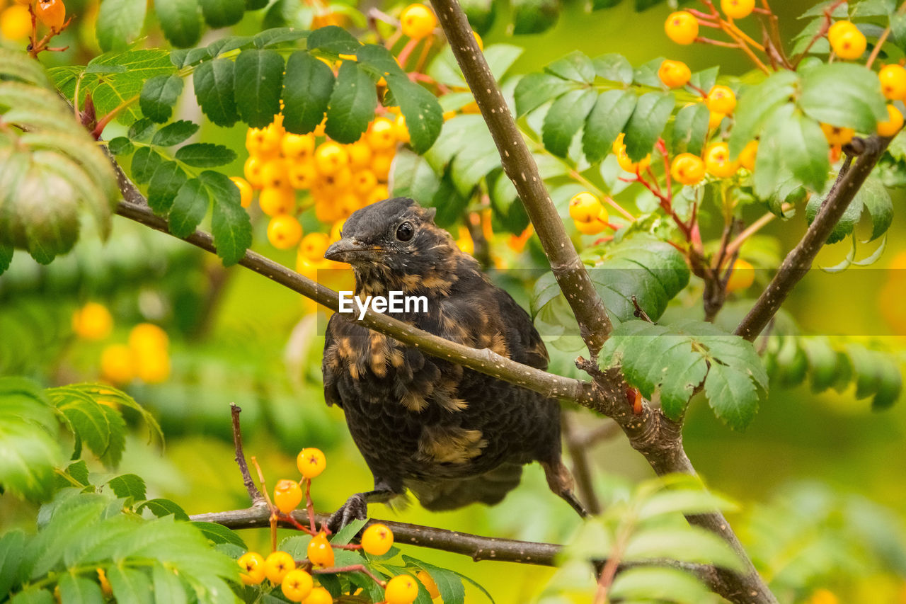 VIEW OF BIRD PERCHING ON BRANCH