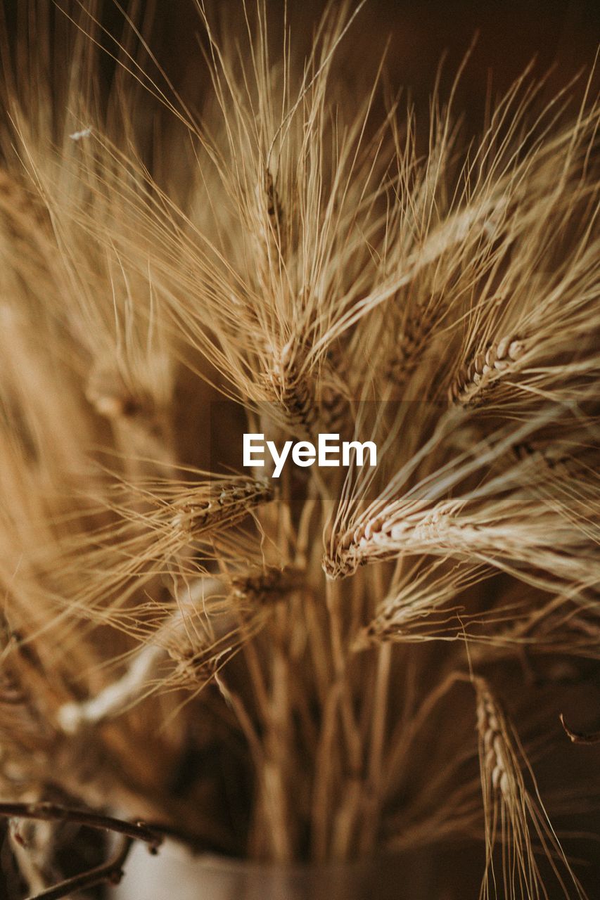 Close-up of wheat field at night