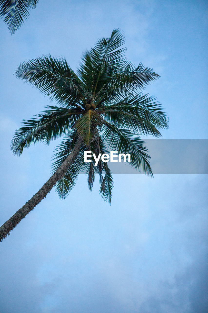 Low angle view of palm tree against blue sky