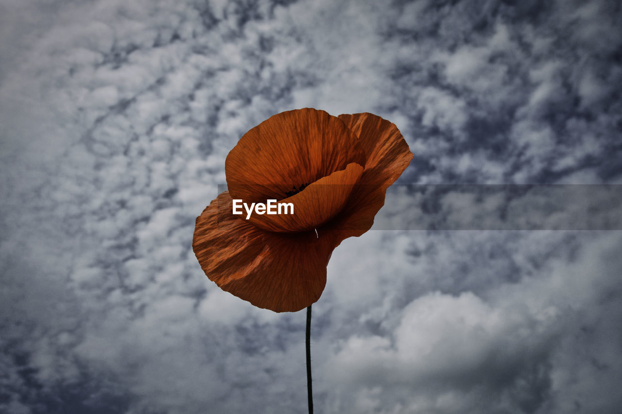 flower, cloud, sky, nature, leaf, blue, macro photography, sunlight, beauty in nature, no people, low angle view, petal, plant, poppy, outdoors, day, close-up, fragility