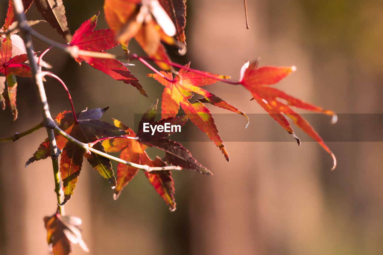 autumn, leaf, plant part, red, nature, plant, tree, beauty in nature, focus on foreground, branch, no people, flower, close-up, outdoors, macro photography, tranquility, orange color, maple tree, twig, day, selective focus, maple, environment, maple leaf, multi colored, sunlight, autumn collection