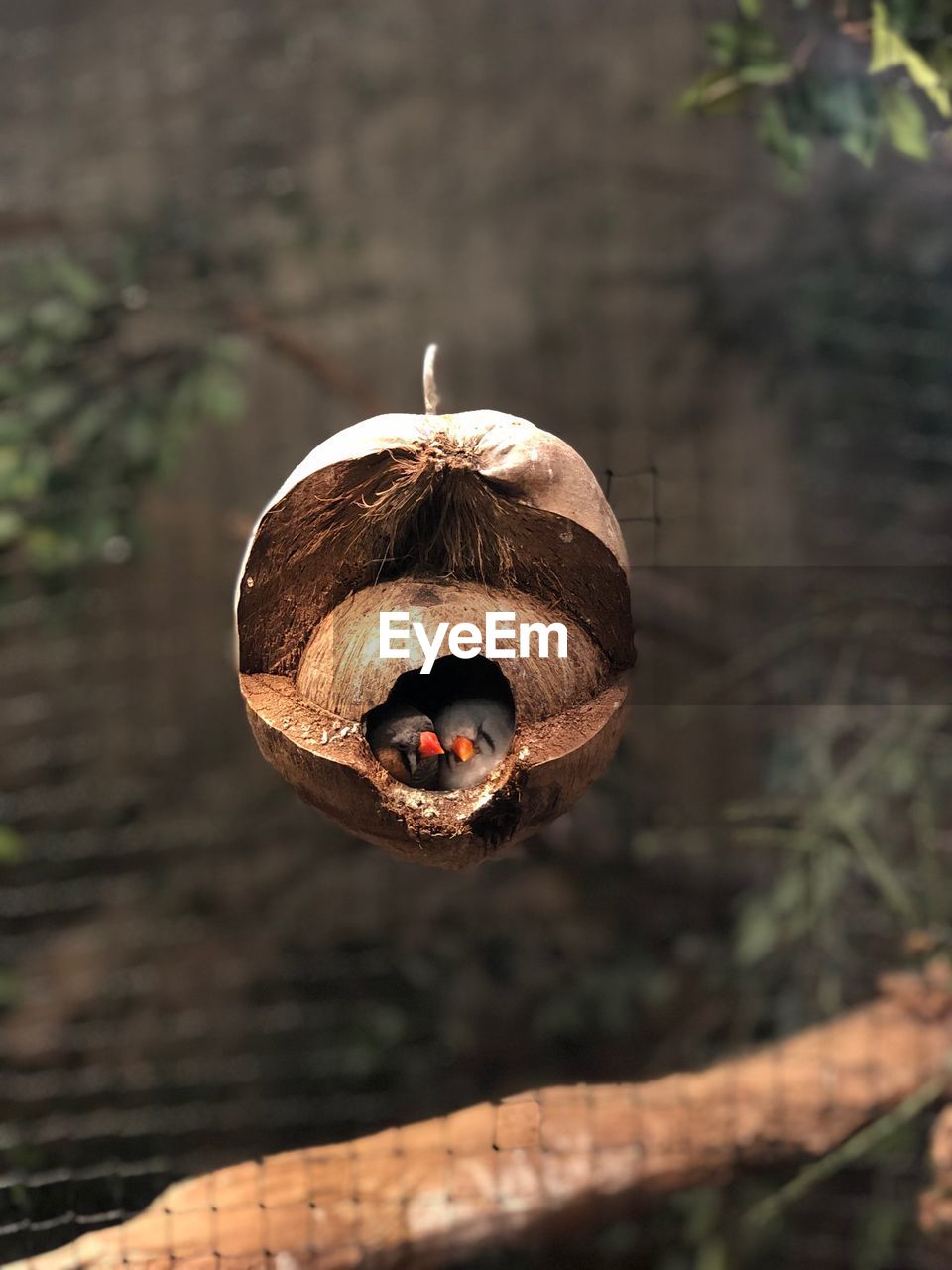 High angle view of birds coconut shell