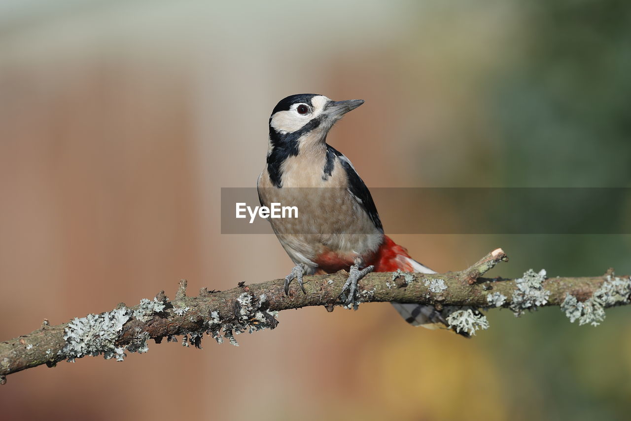 A great spotted woodpecker up close