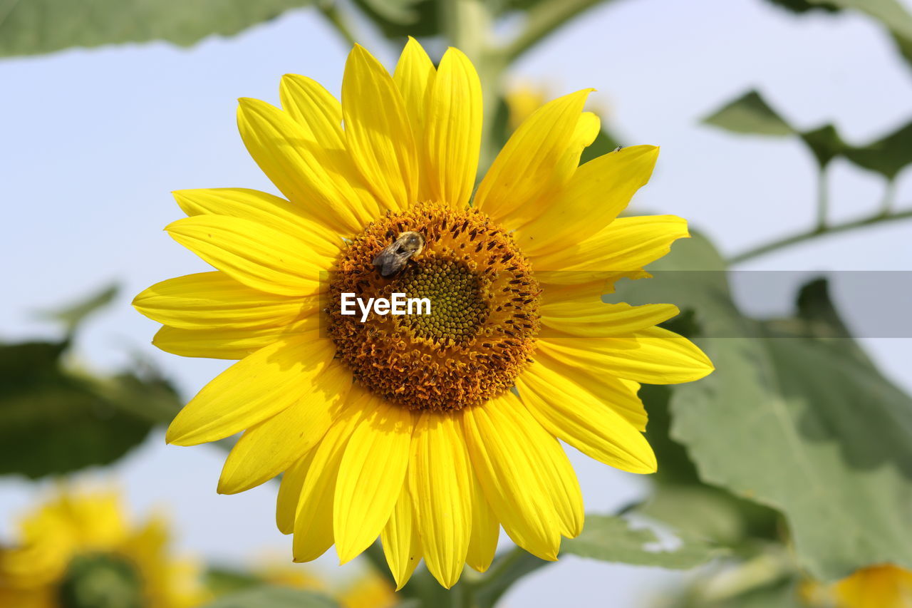 flower, flowering plant, plant, yellow, freshness, beauty in nature, sunflower, flower head, growth, petal, nature, inflorescence, close-up, fragility, pollen, sky, no people, focus on foreground, rural scene, macro photography, landscape, summer, outdoors, field, springtime, botany, blossom, day, sunflower seed, agriculture, sunlight, animal wildlife, environment, plant part, selective focus, vibrant color, insect