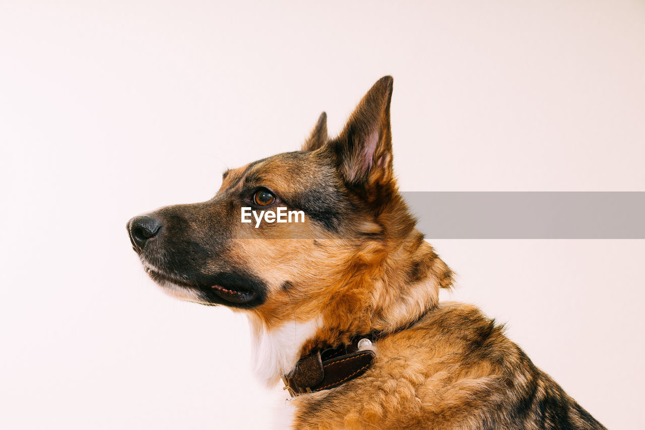 close-up portrait of dog against white background