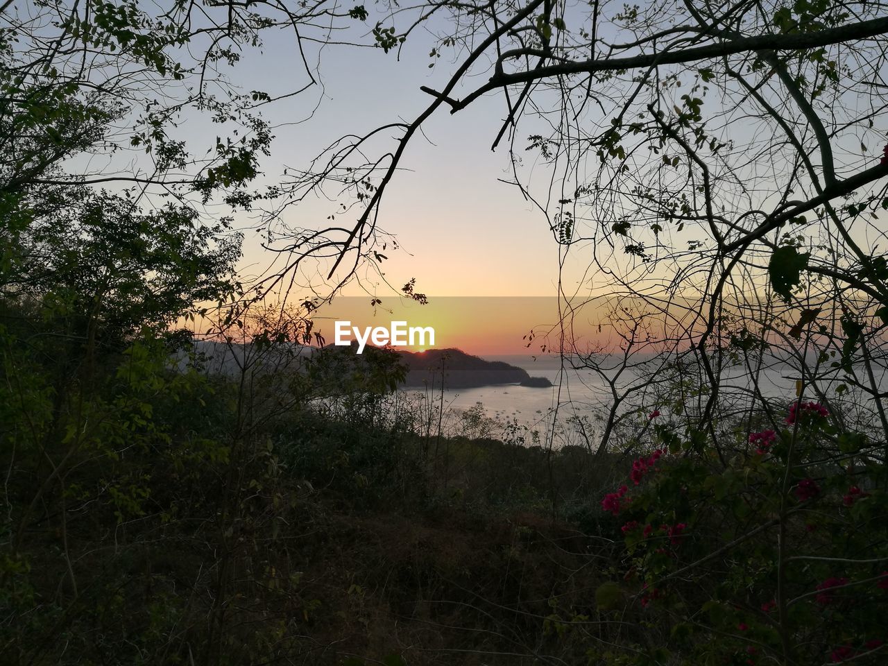 SCENIC VIEW OF TREE AGAINST SKY