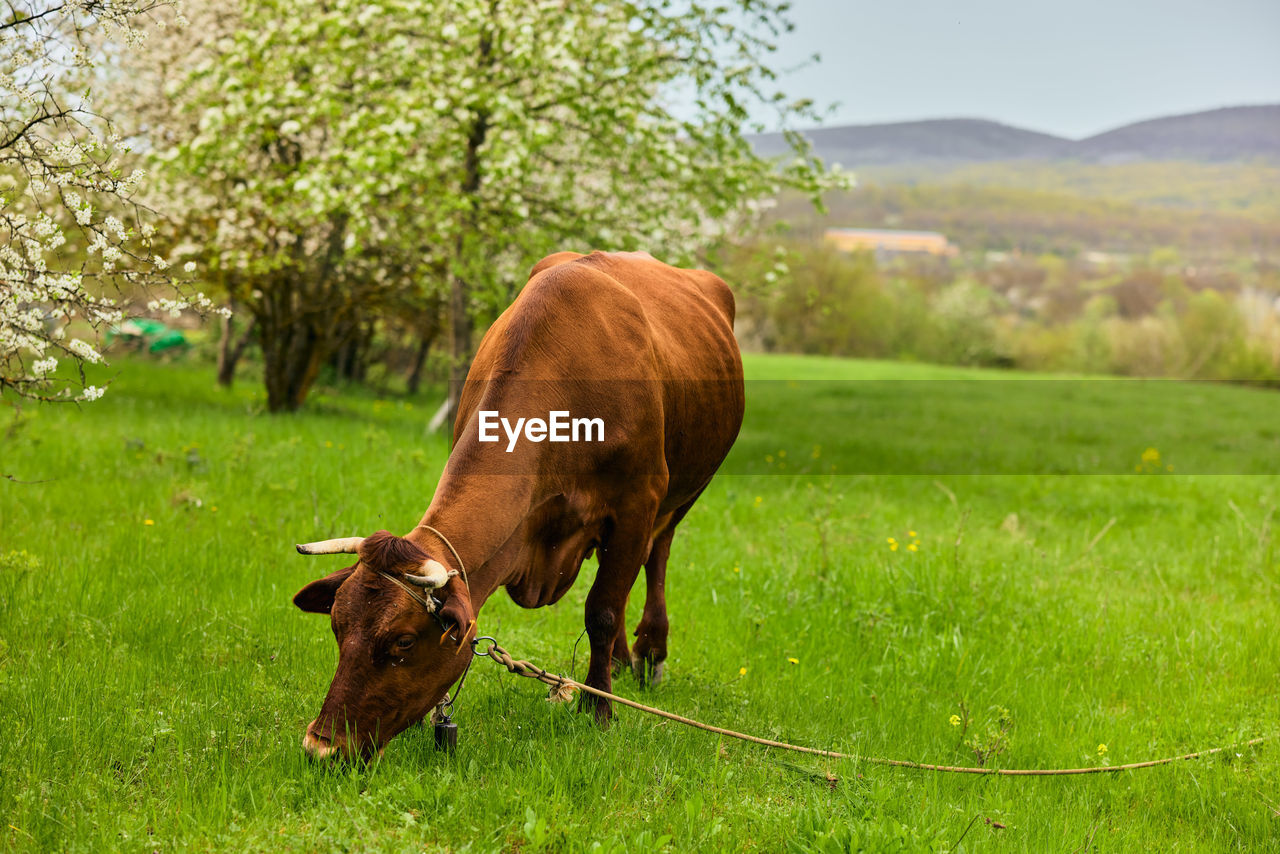 horse standing on field