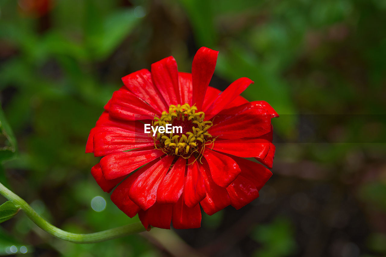 Close-up of pink zinnia flower