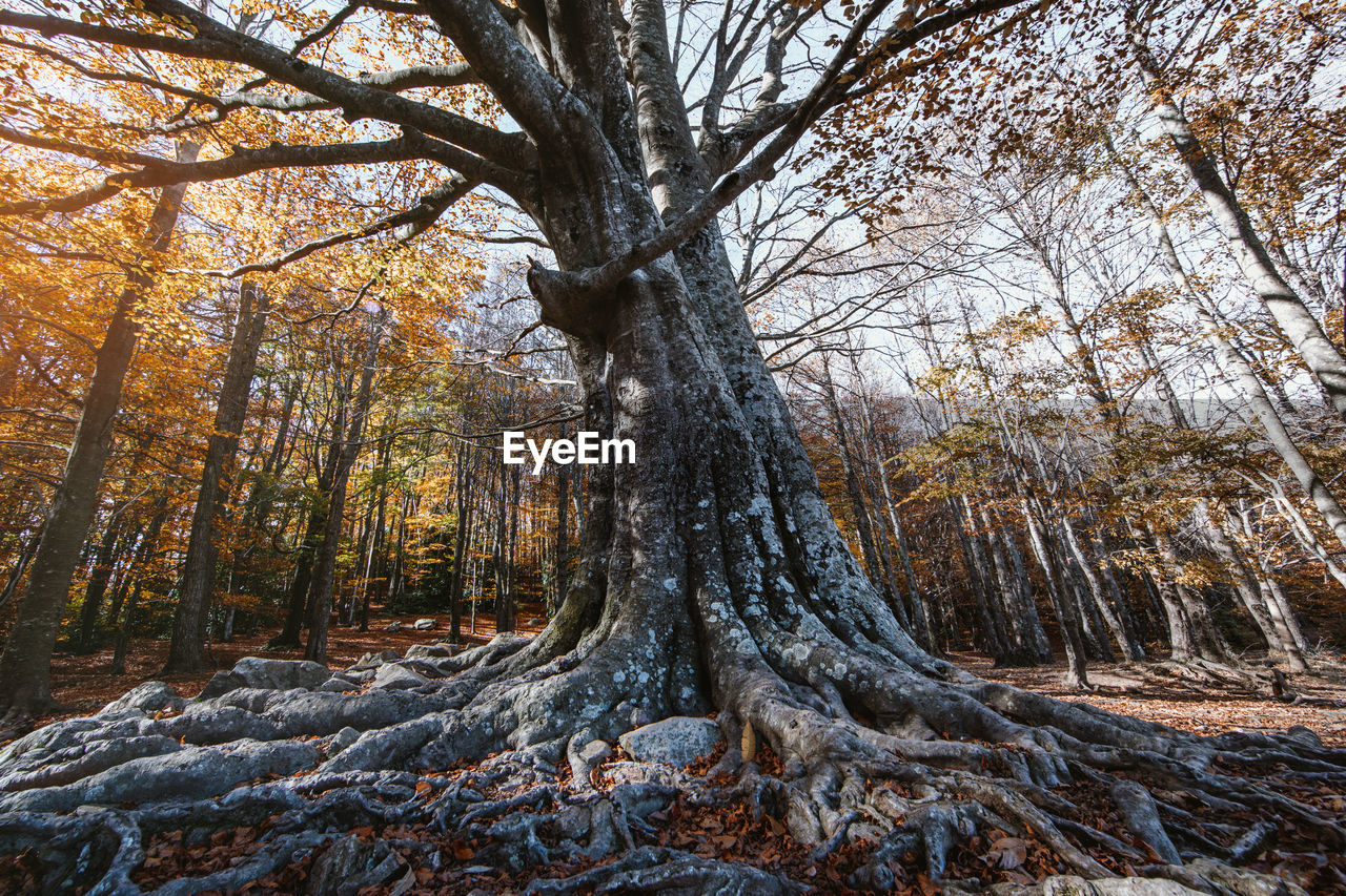 TREES GROWING IN FOREST