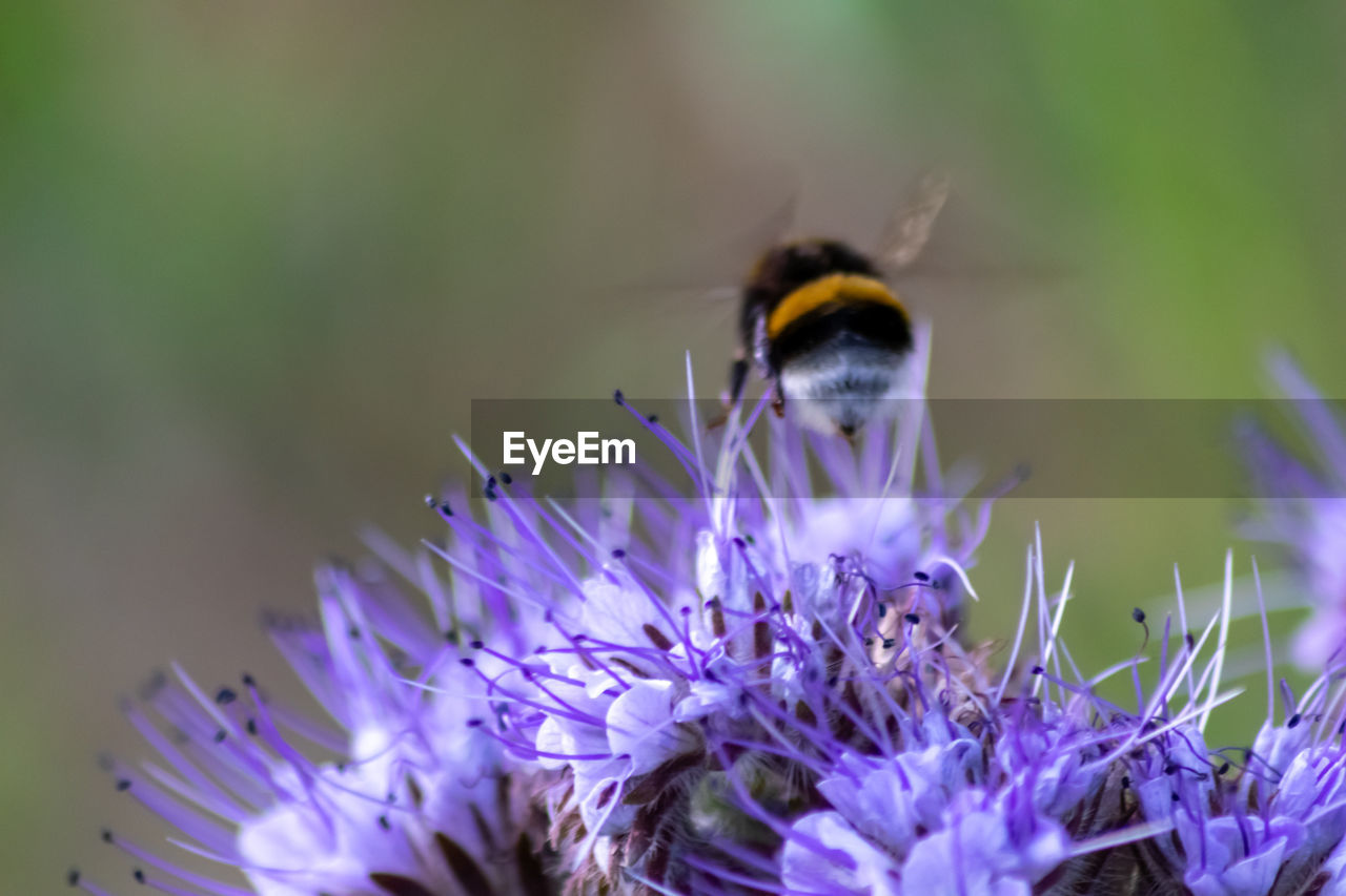 CLOSE-UP OF BEE POLLINATING ON PURPLE FLOWERING