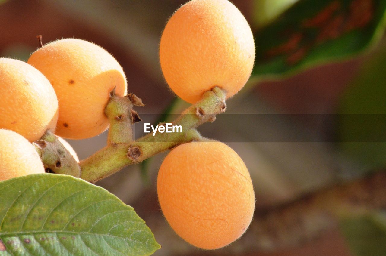 CLOSE-UP OF ORANGE FRUITS