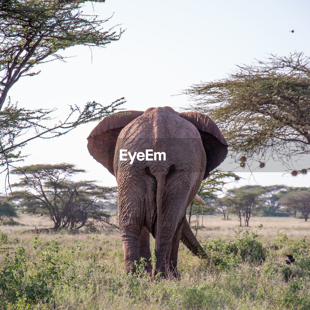 ELEPHANT ON FIELD