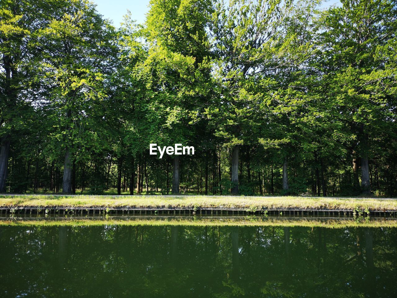 Scenic view of lake in forest