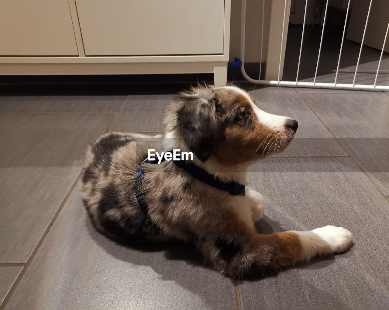 High angle view of dog sitting on floor