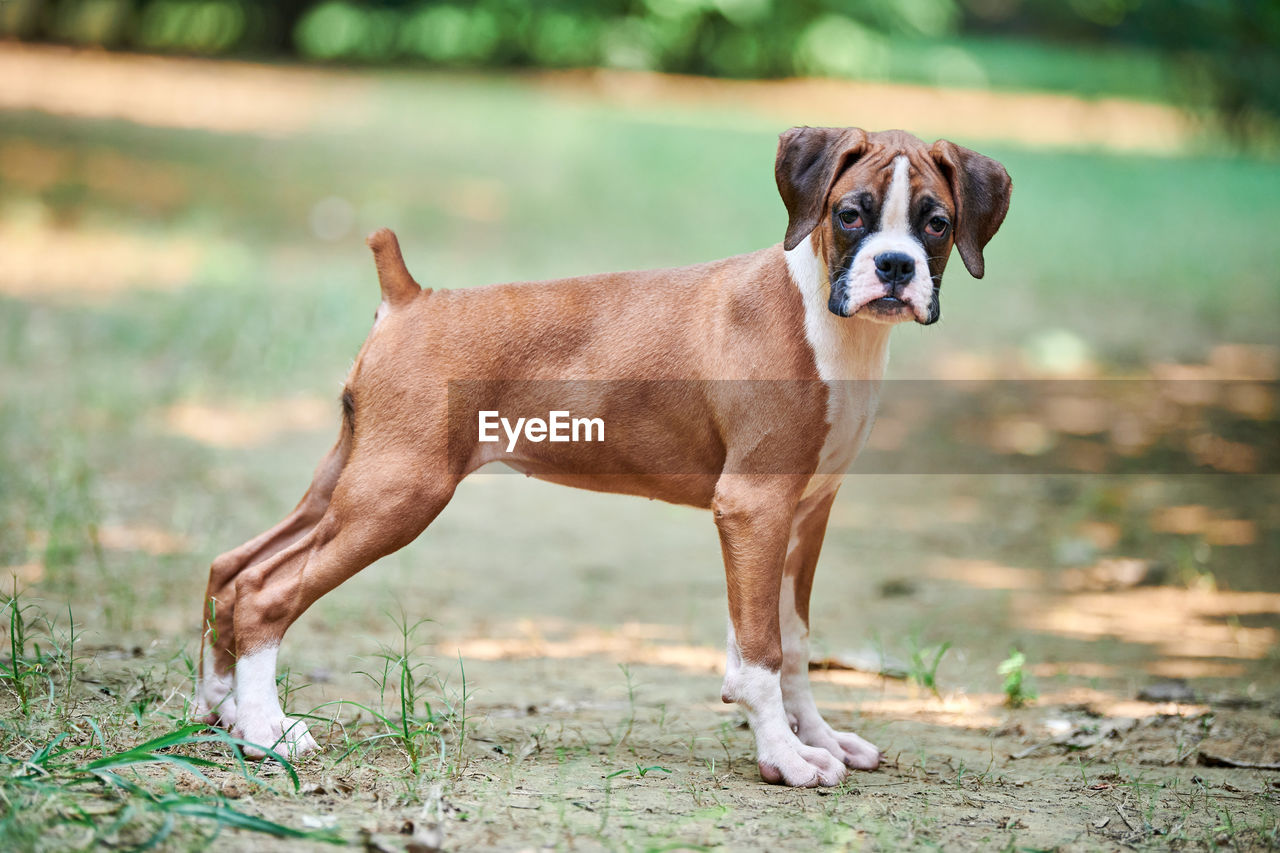 side view of a dog on field