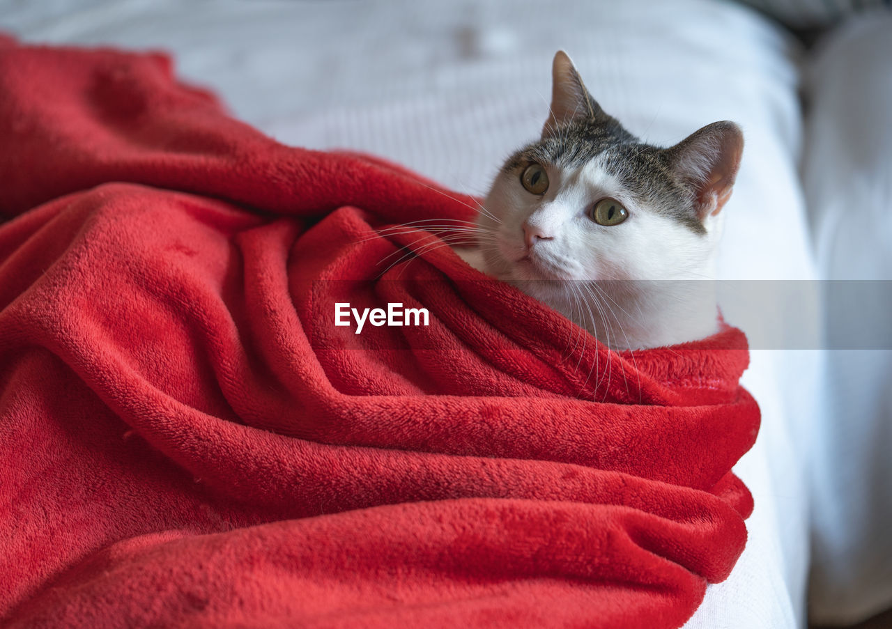 PORTRAIT OF A CAT ON A RED BLANKET