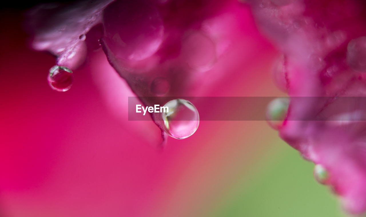 CLOSE-UP OF WET PINK FLOWER