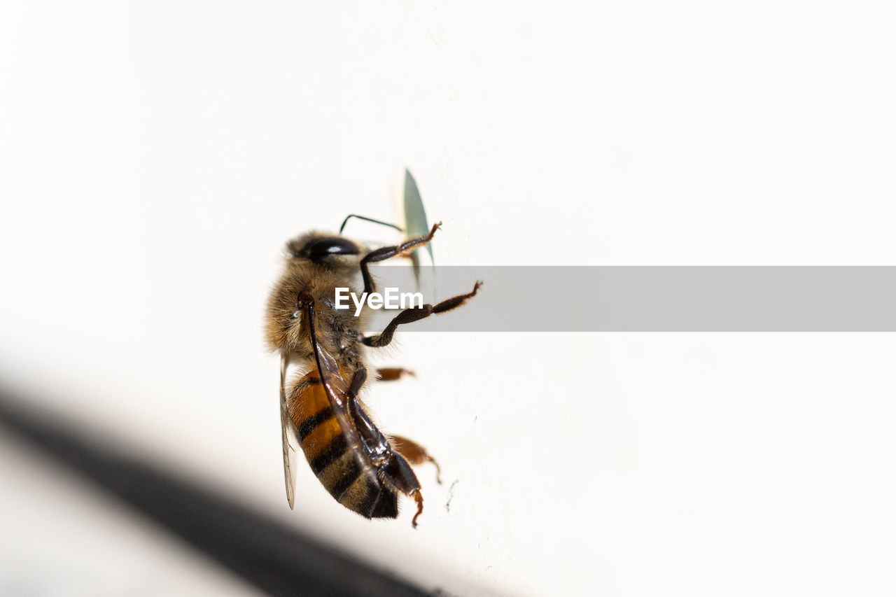 animal themes, insect, animal, animal wildlife, wildlife, one animal, bee, close-up, honey bee, pest, wasp, nature, no people, animal body part, macro, white background, copy space, macro photography, animal wing, hornet, outdoors, studio shot, beauty in nature