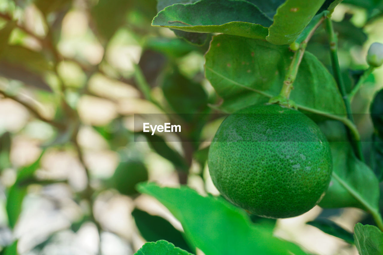 Green lime on tree in farm.