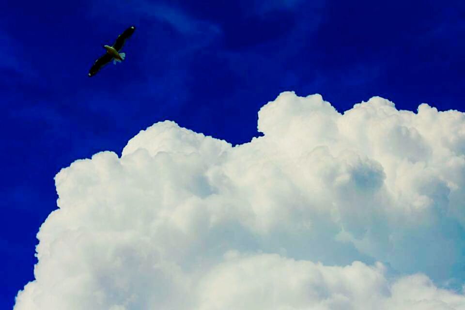 LOW ANGLE VIEW OF BIRD FLYING IN SKY