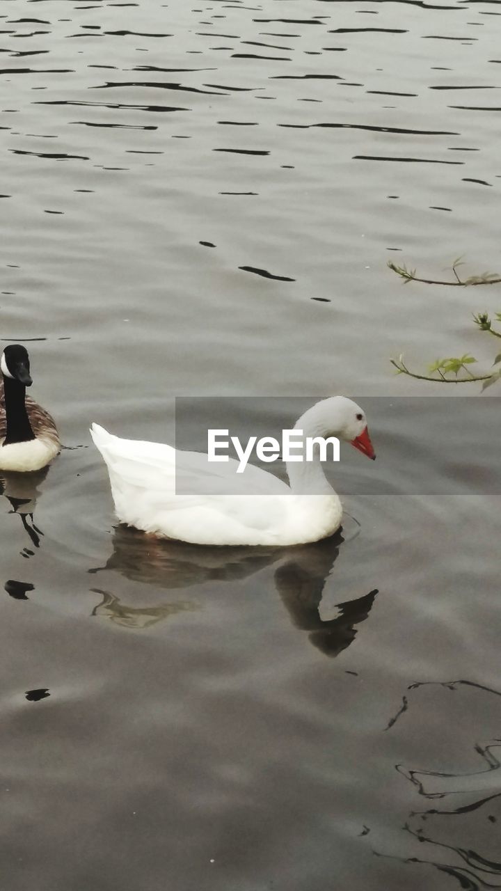 BIRDS ON CALM LAKE