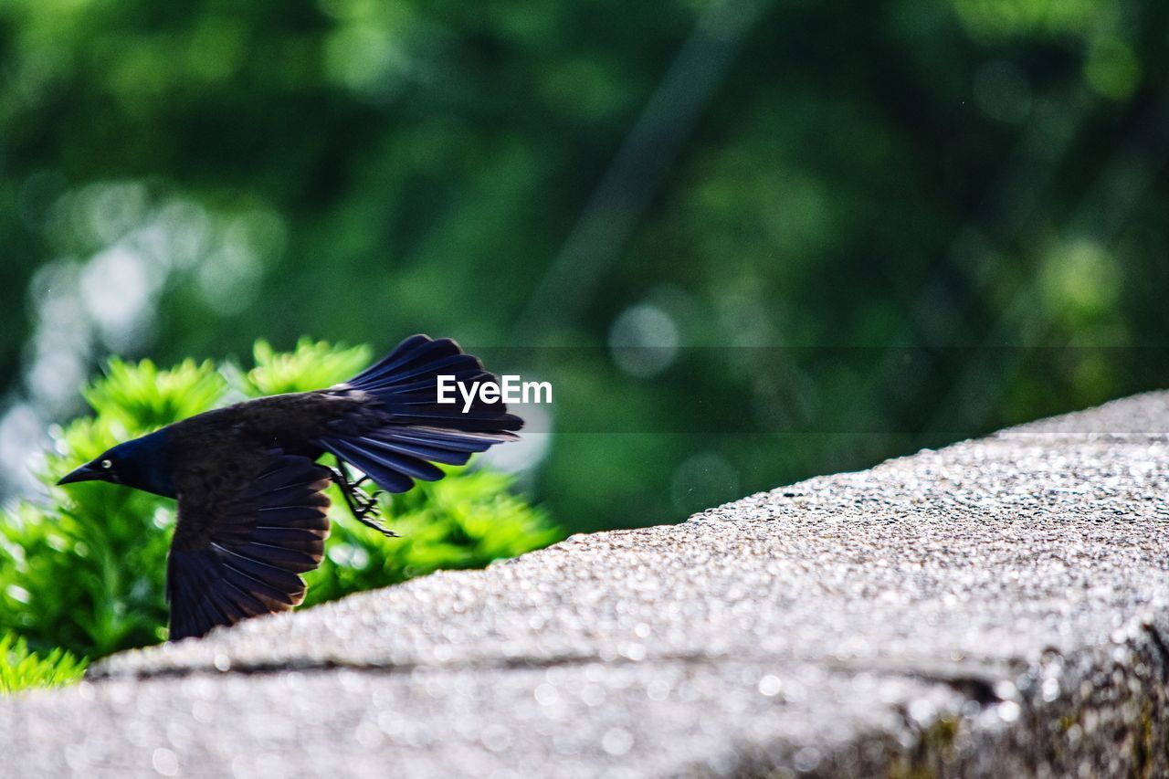 BIRD FLYING OVER A WALL