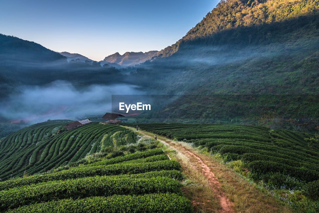 High angle view of dirt road amidst agricultural field