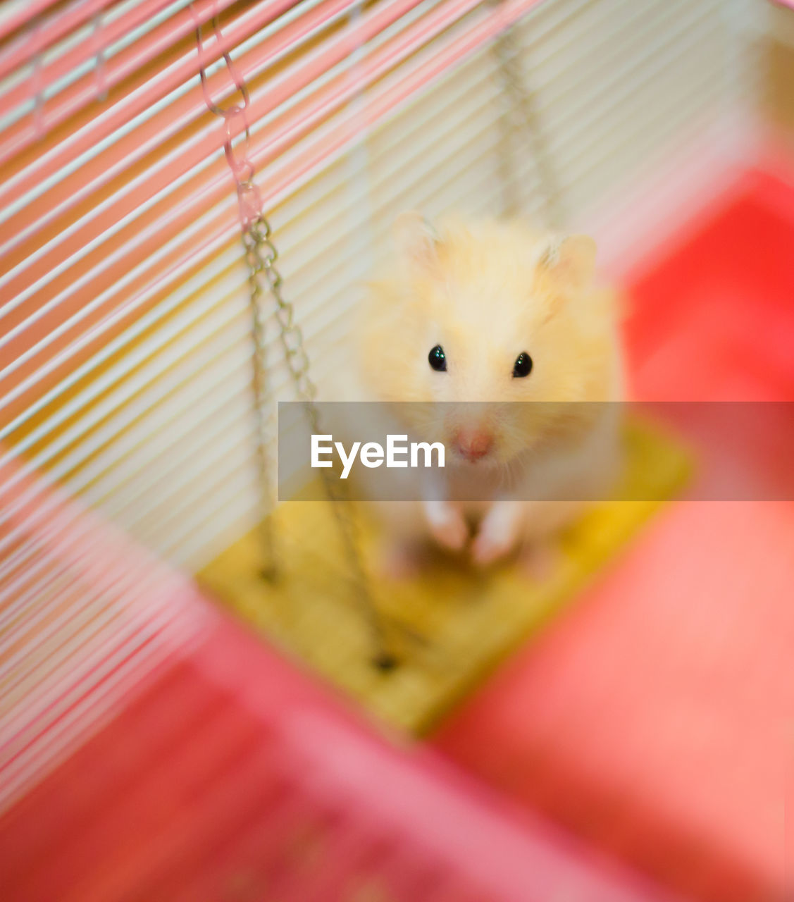 Portrait of rodent sitting on swing at home