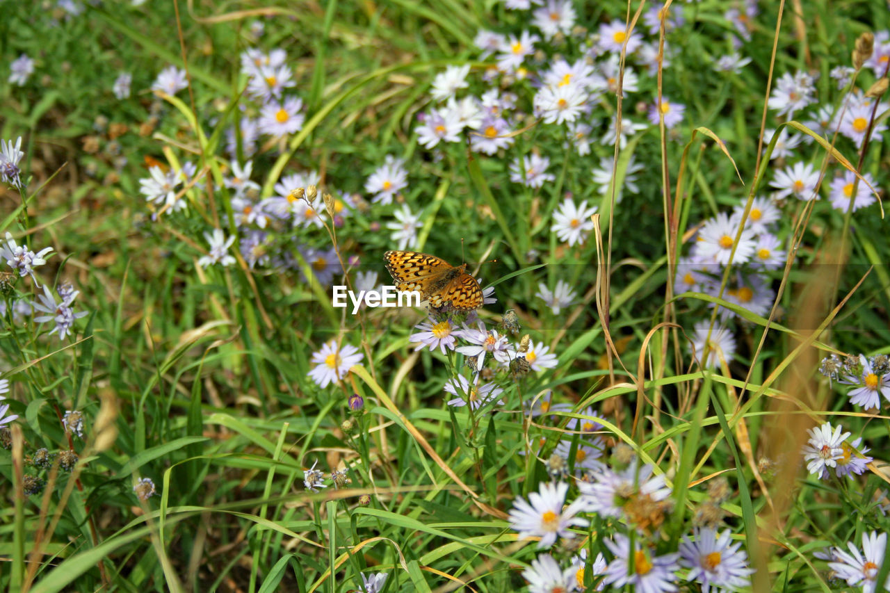 CLOSE-UP OF BUTTERFLY POLLINATING ON FLOWER