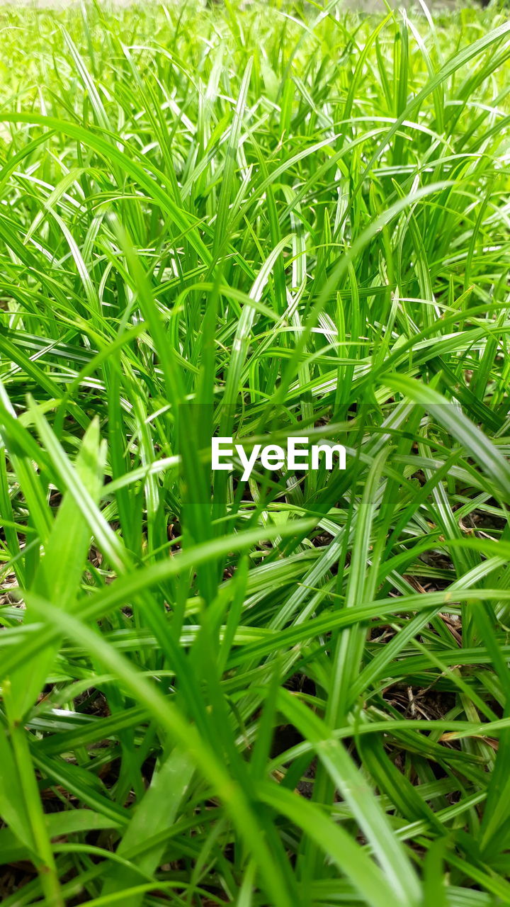 FULL FRAME SHOT OF FRESH GREEN PLANTS