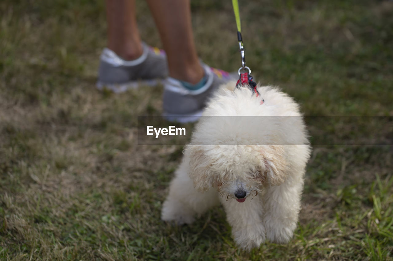 Low section of person with dog on field