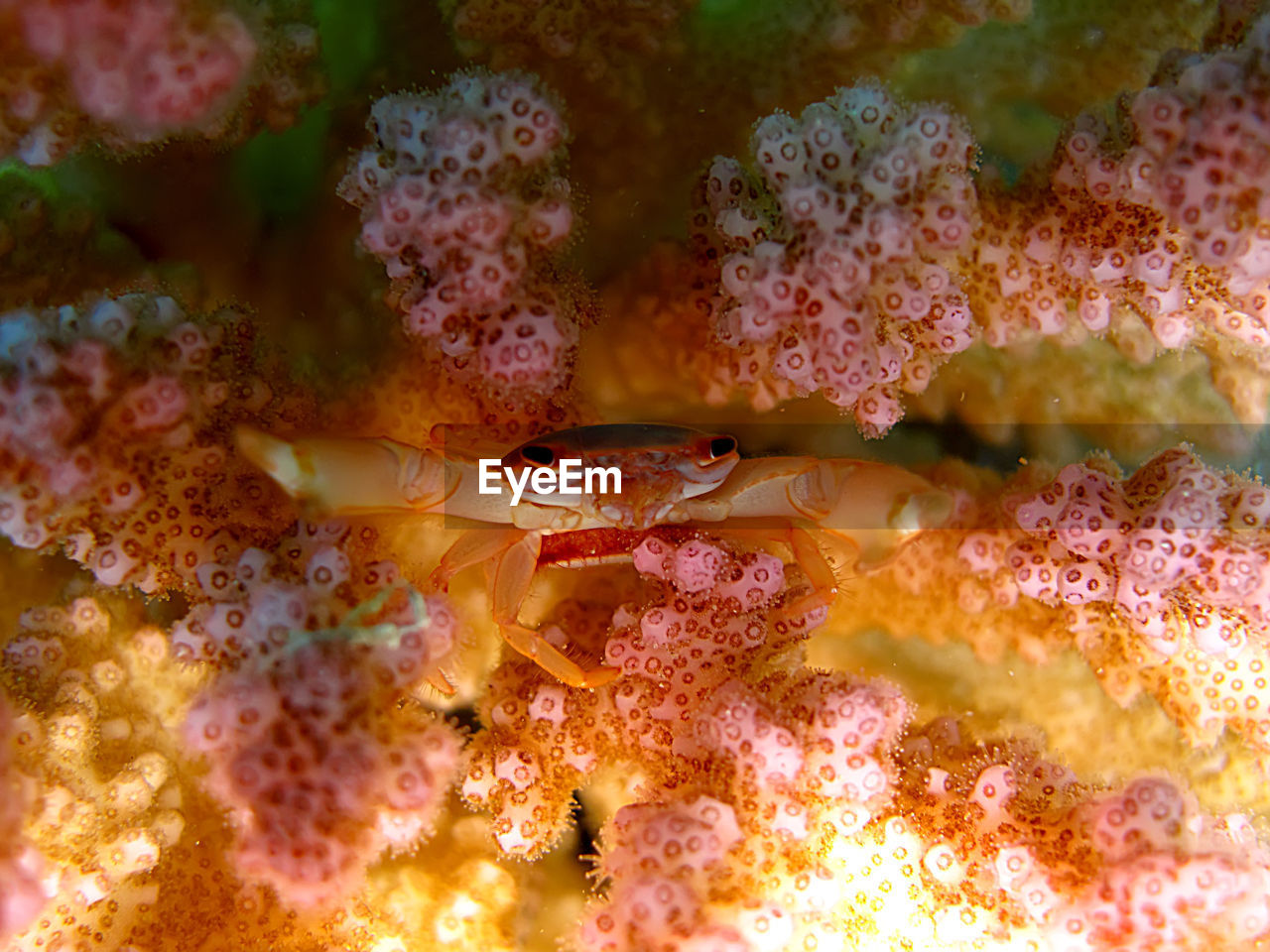 VIEW OF FISH UNDERWATER