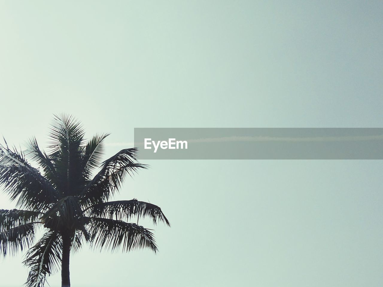 LOW ANGLE VIEW OF PALM TREE AGAINST SKY