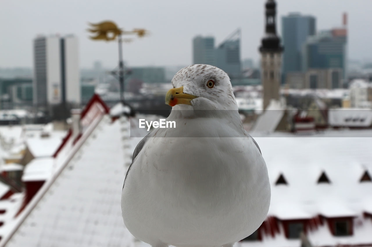 bird, animal themes, animal, architecture, building exterior, animal wildlife, wildlife, city, snow, winter, focus on foreground, built structure, one animal, gull, white, nature, european herring gull, no people, seagull, day, building, cityscape, seabird, outdoors, dove - bird, close-up, cold temperature, perching, sky