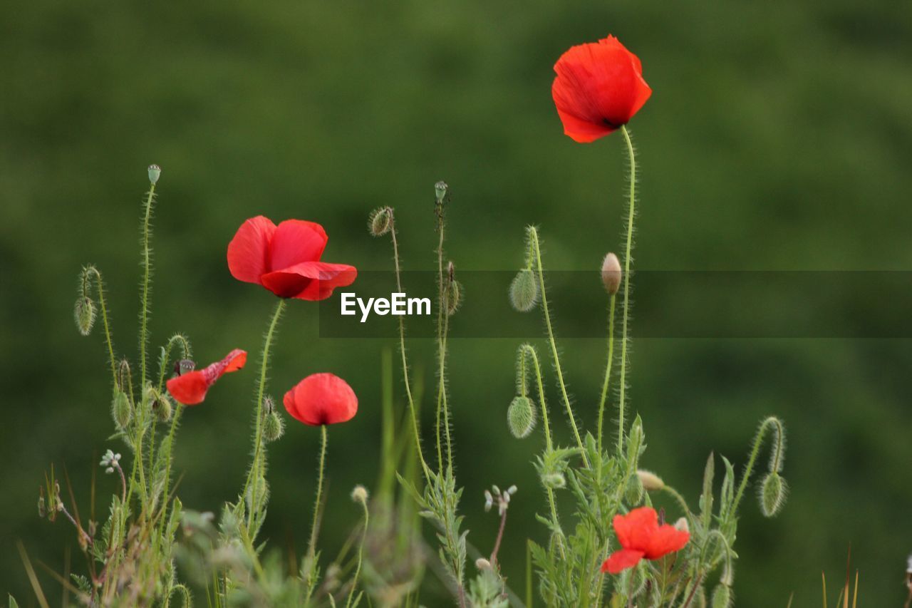 Close-up of poppy blooming outdoors