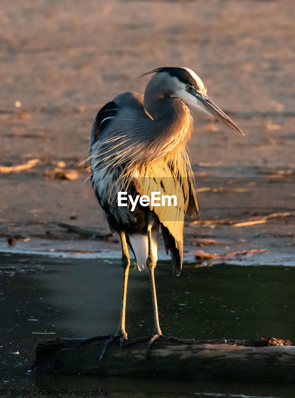 VIEW OF BIRD ON BEACH