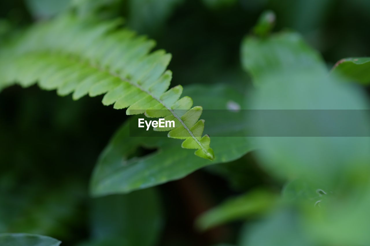 CLOSE-UP OF FRESH GREEN LEAF