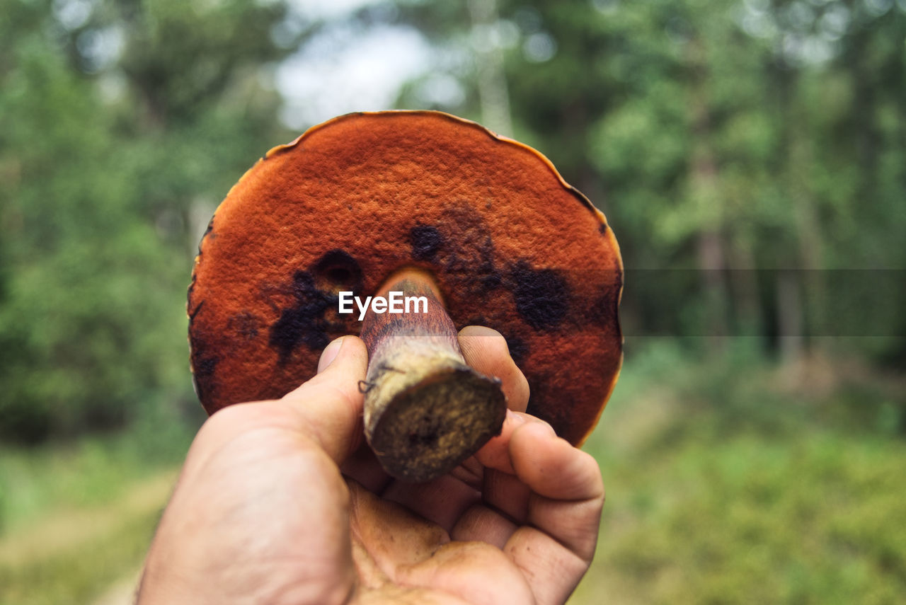 Close-up of hand holding ediblie mushroom, neoboletus erythropus