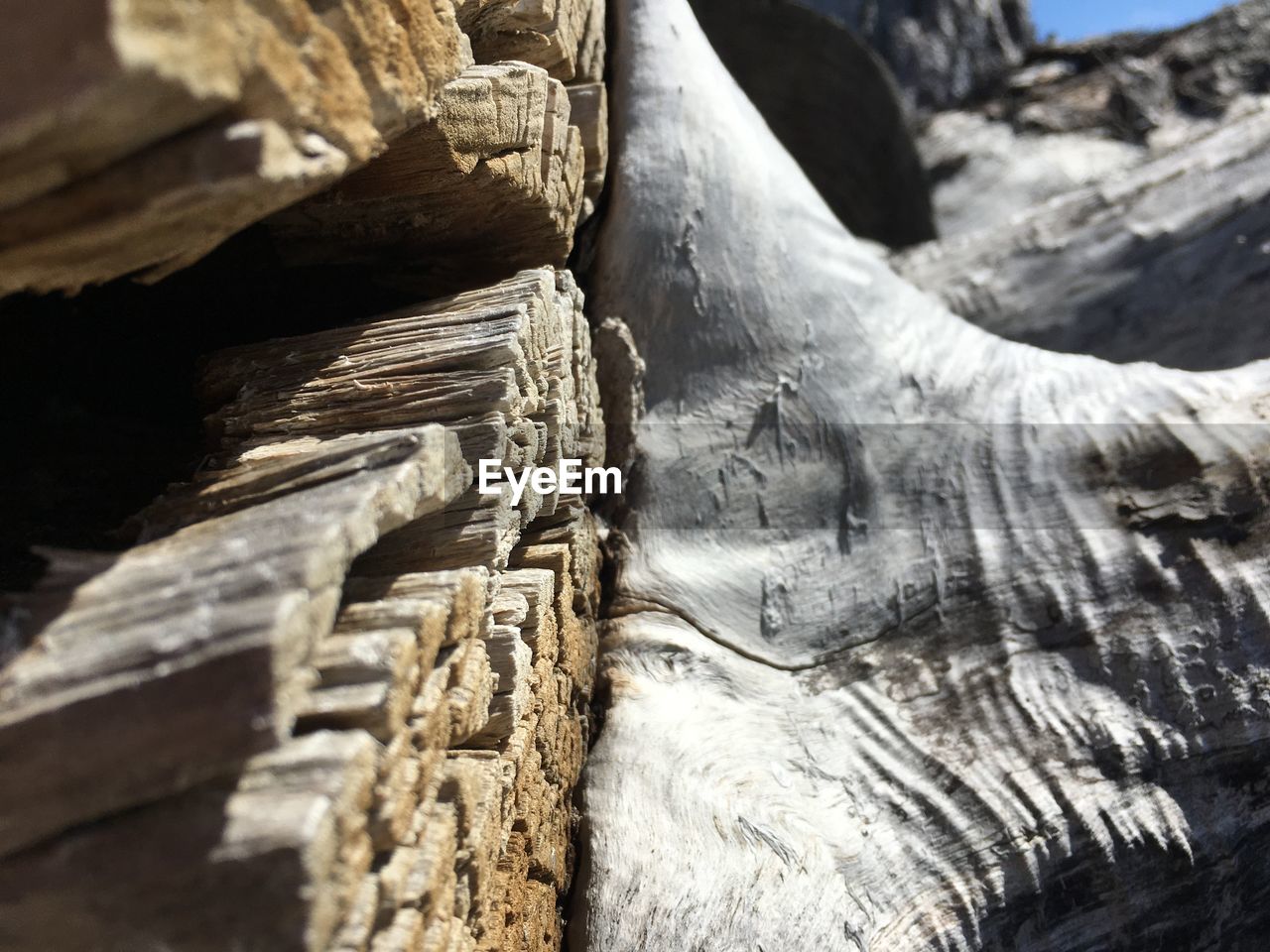 FULL FRAME SHOT OF LOGS IN FOREST