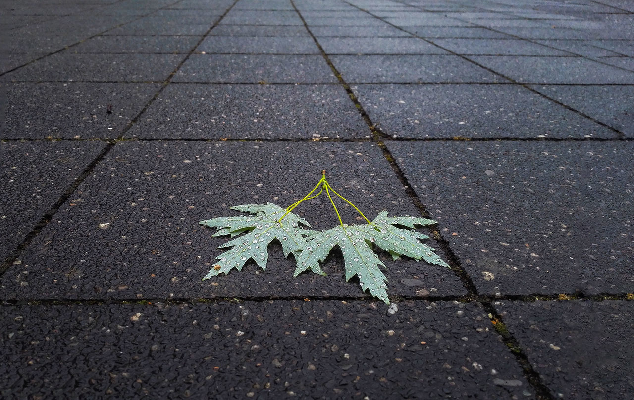 High angle view of plant growing outdoors